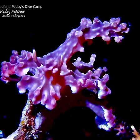 Pamanilao And Padoy'S Dive Camp Hotel Batangas Luaran gambar