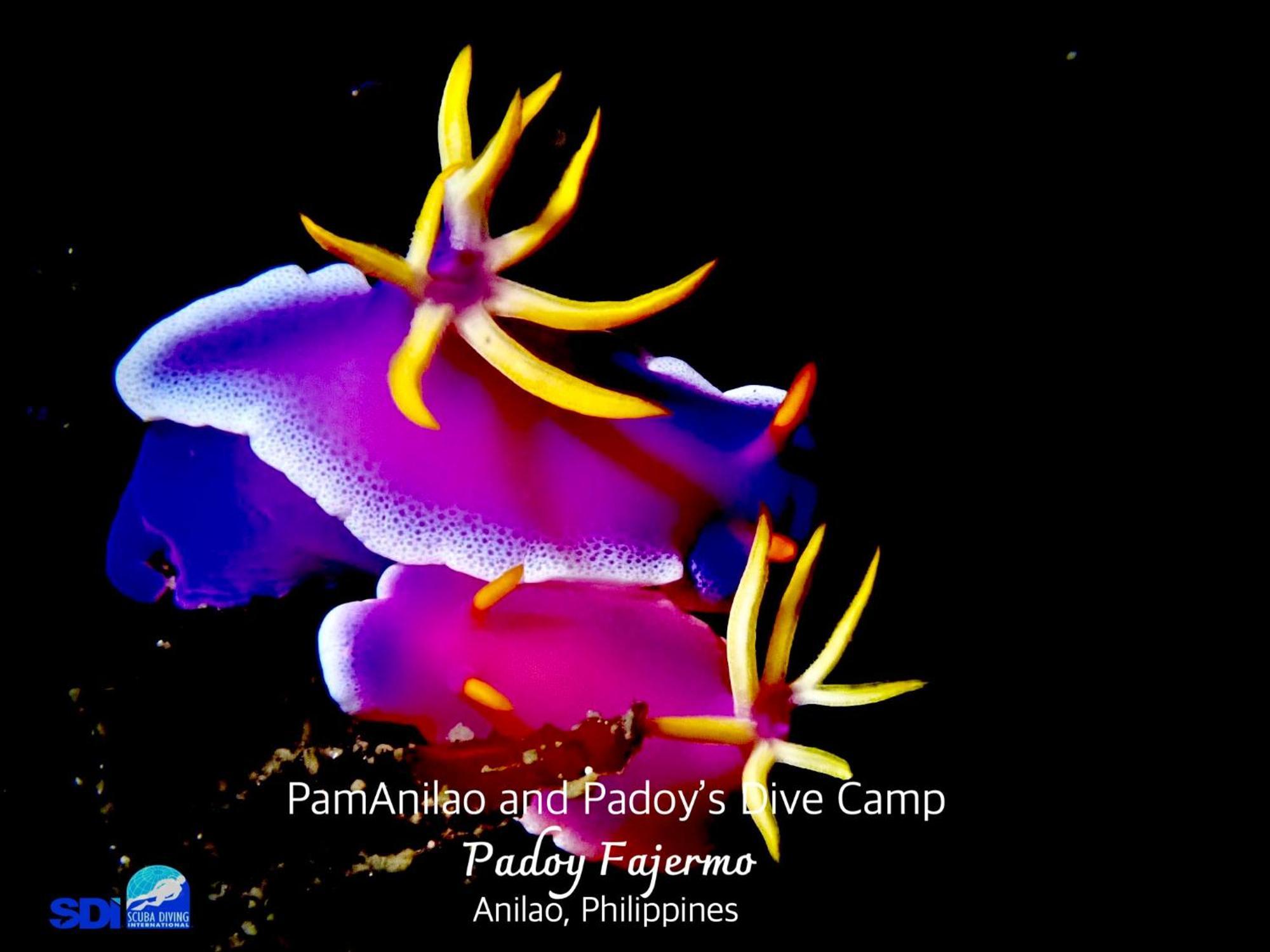 Pamanilao And Padoy'S Dive Camp Hotel Batangas Luaran gambar