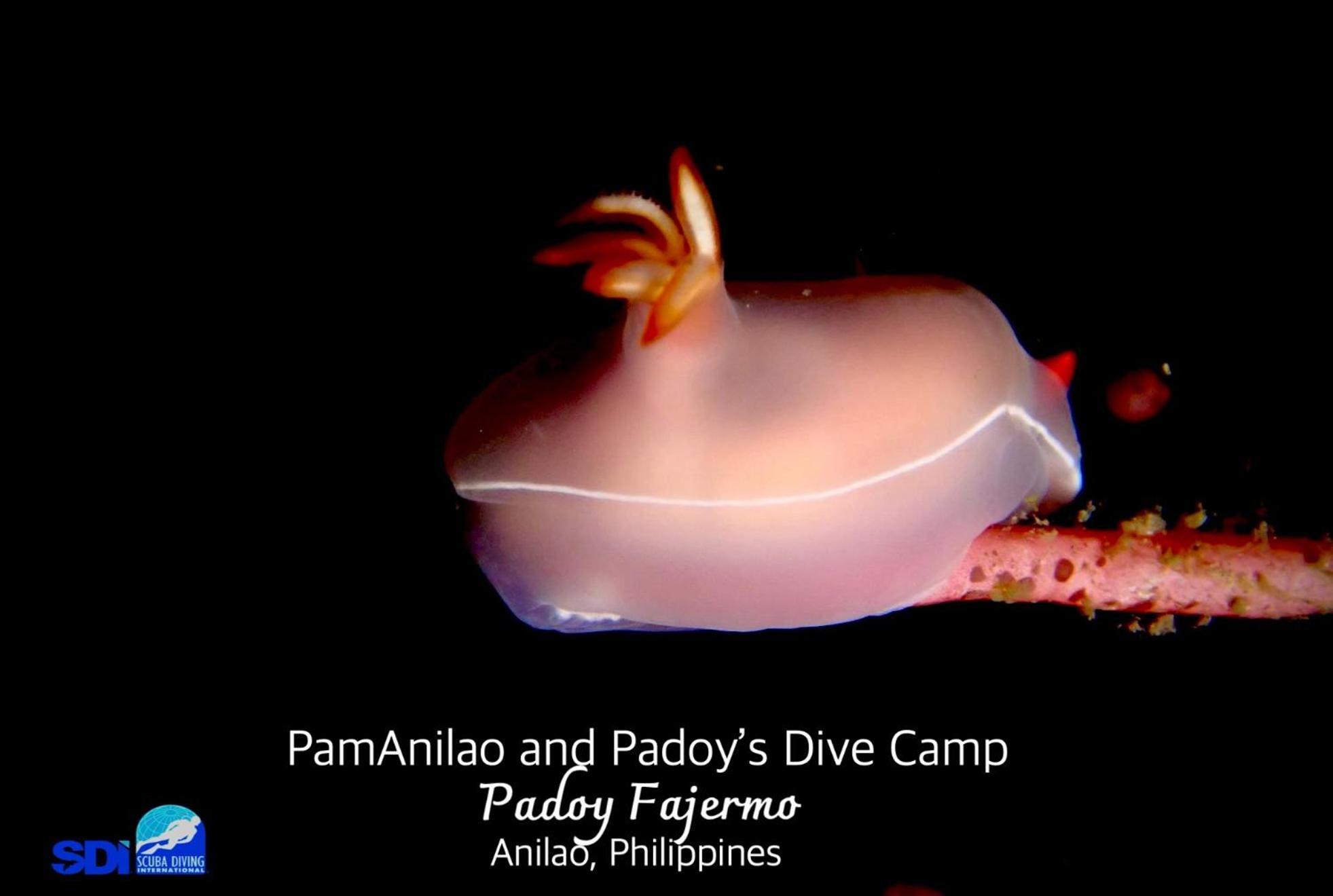 Pamanilao And Padoy'S Dive Camp Hotel Batangas Luaran gambar