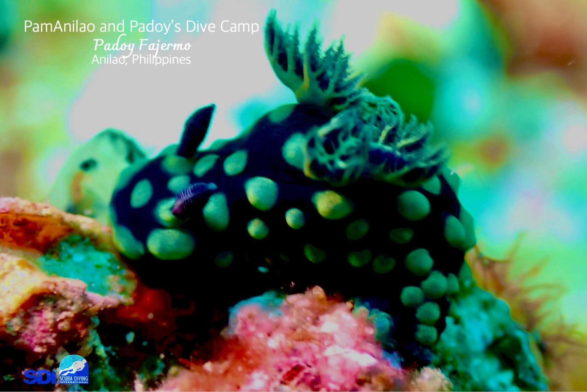 Pamanilao And Padoy'S Dive Camp Hotel Batangas Luaran gambar