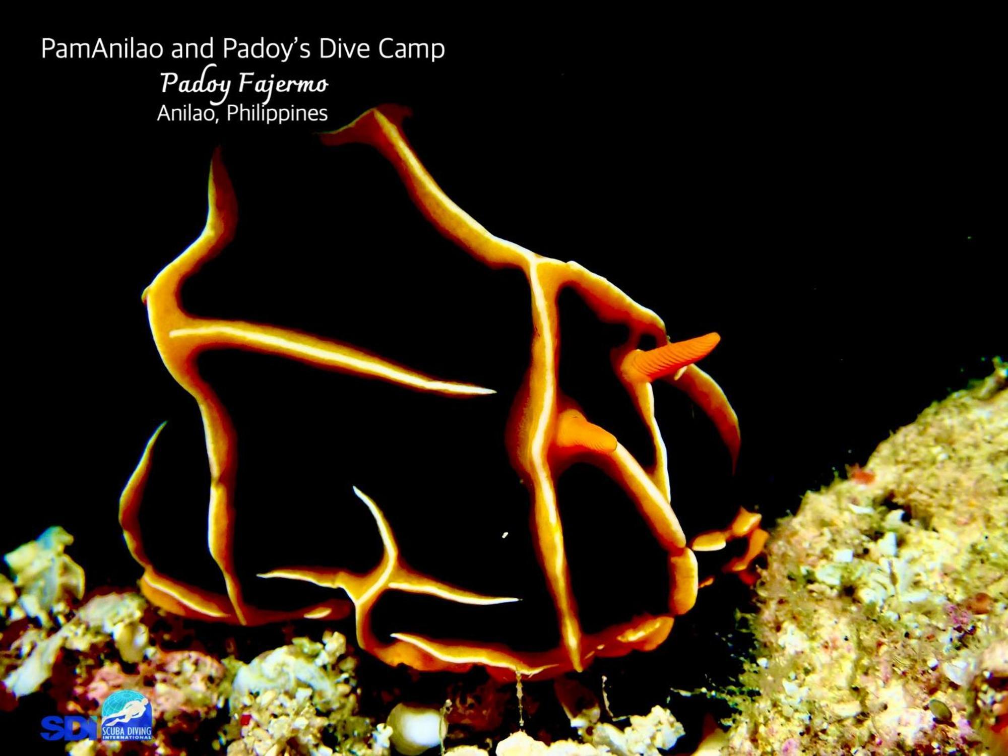 Pamanilao And Padoy'S Dive Camp Hotel Batangas Luaran gambar