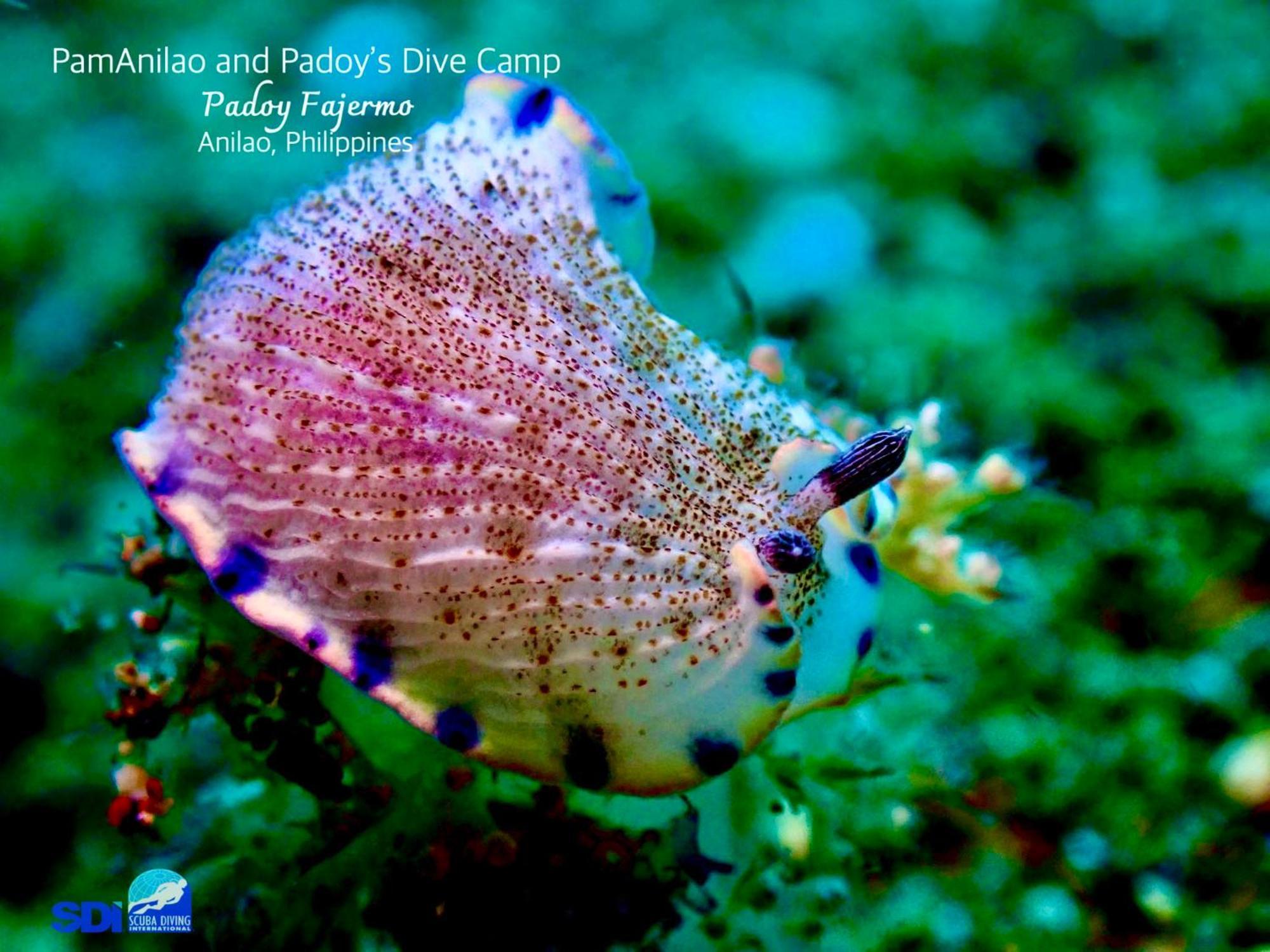 Pamanilao And Padoy'S Dive Camp Hotel Batangas Luaran gambar