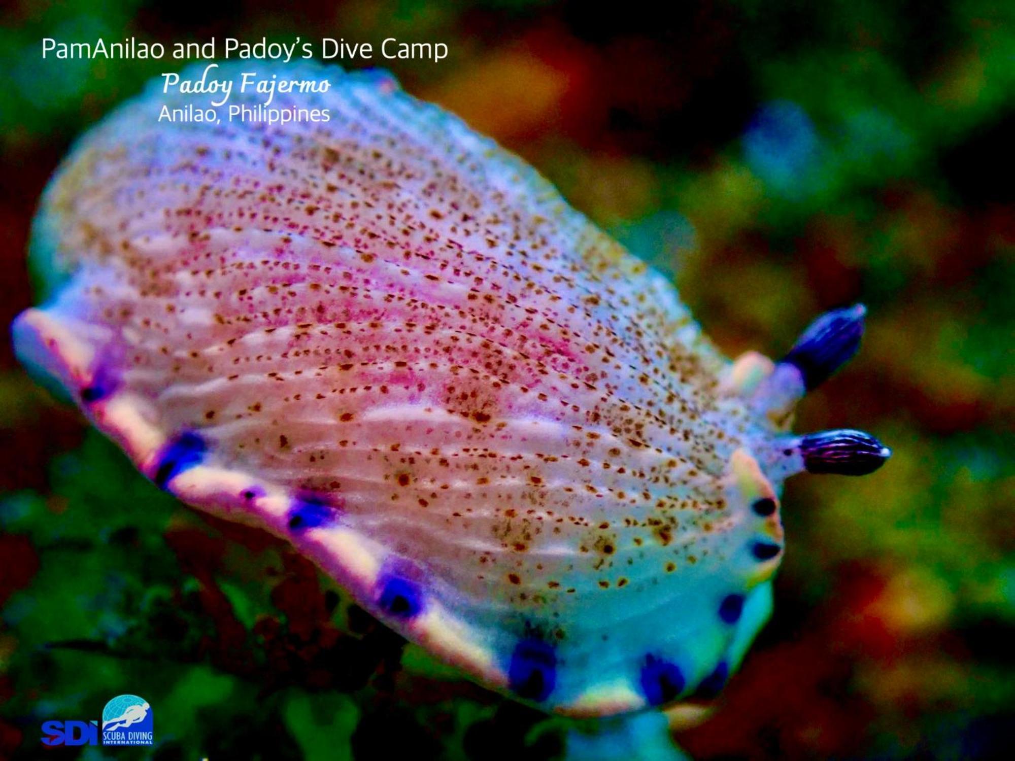 Pamanilao And Padoy'S Dive Camp Hotel Batangas Luaran gambar