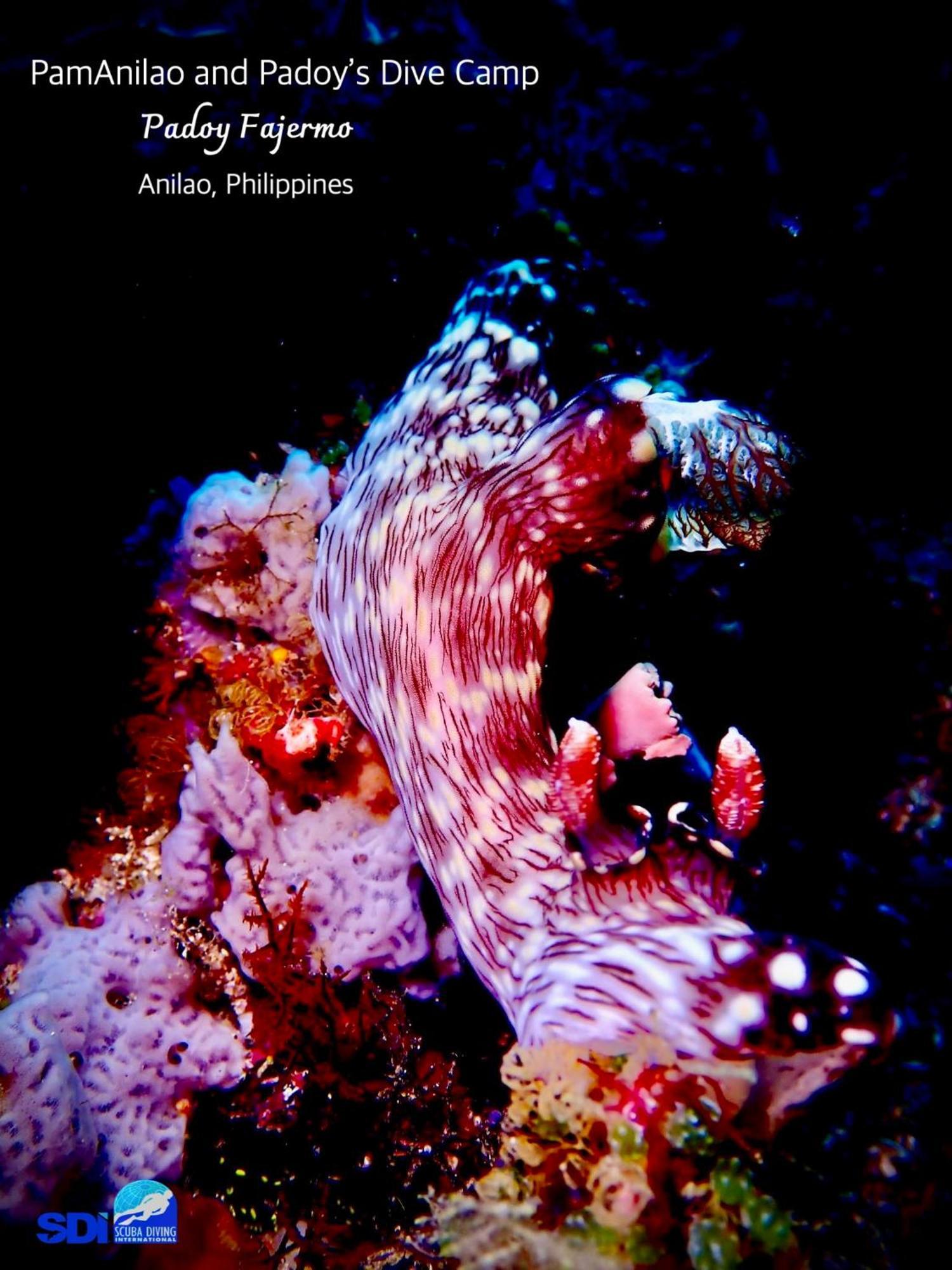 Pamanilao And Padoy'S Dive Camp Hotel Batangas Luaran gambar