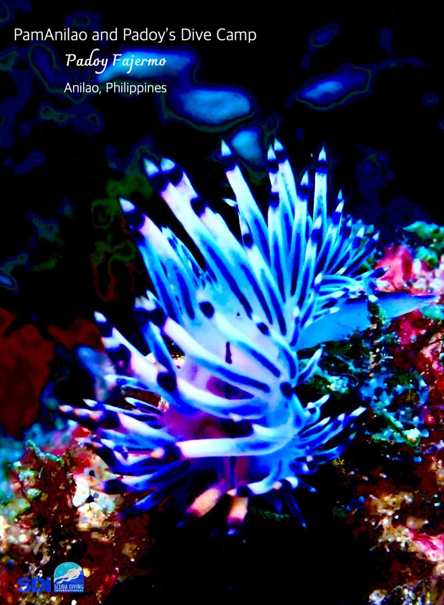 Pamanilao And Padoy'S Dive Camp Hotel Batangas Luaran gambar