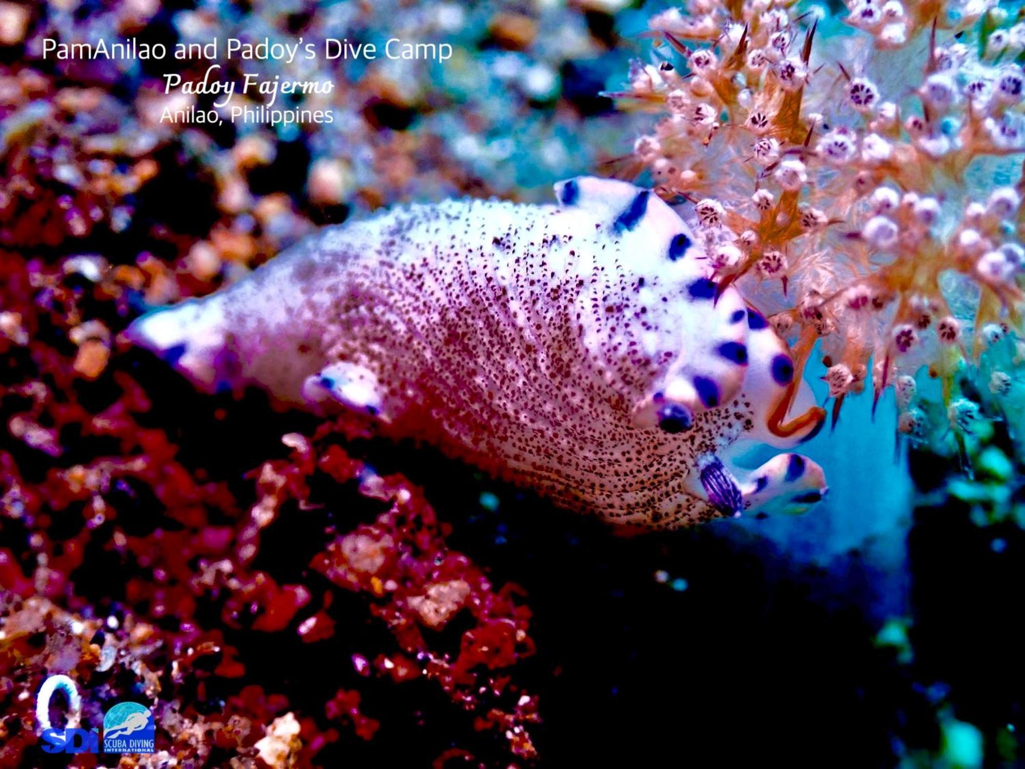 Pamanilao And Padoy'S Dive Camp Hotel Batangas Luaran gambar