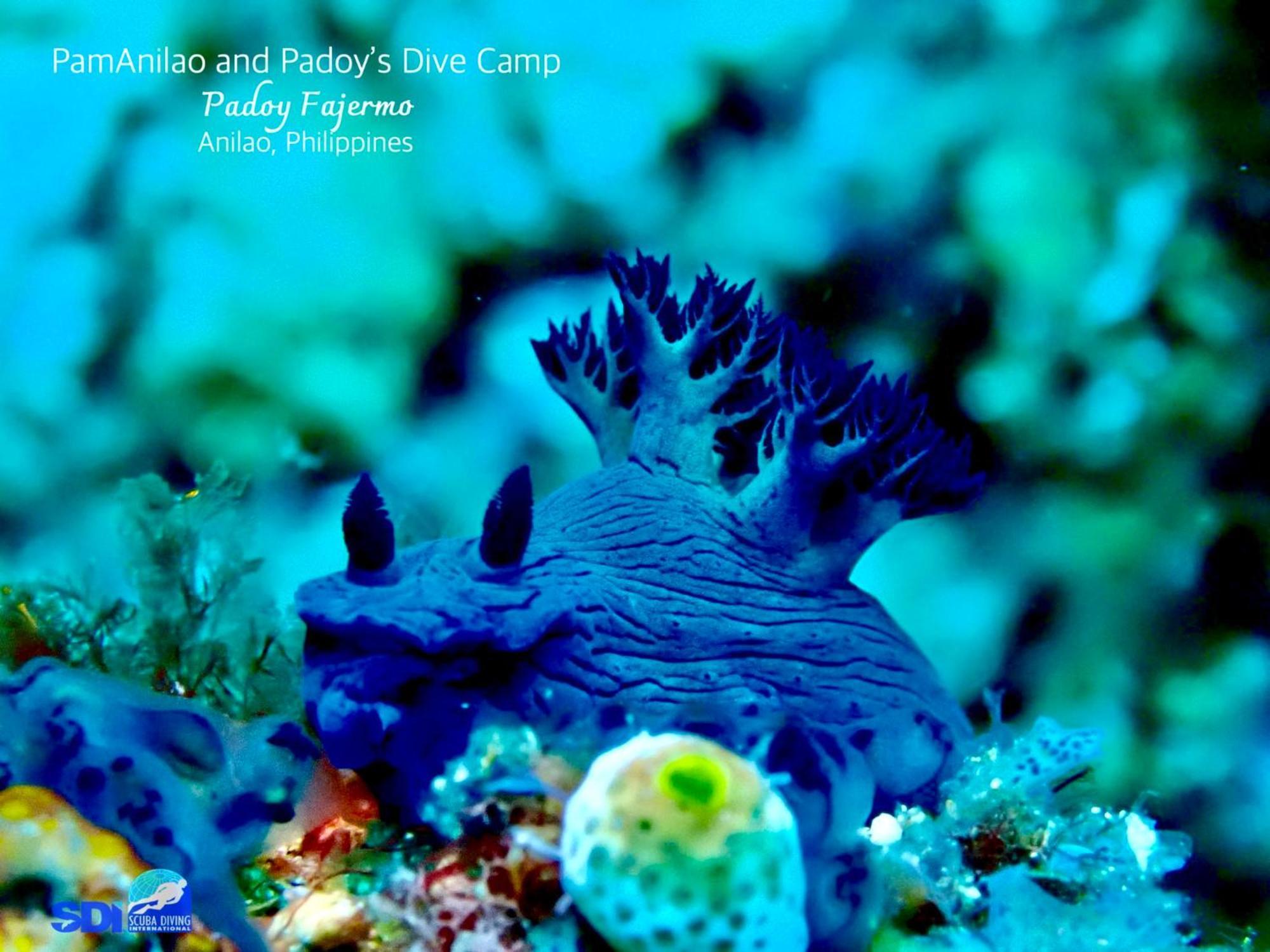 Pamanilao And Padoy'S Dive Camp Hotel Batangas Luaran gambar