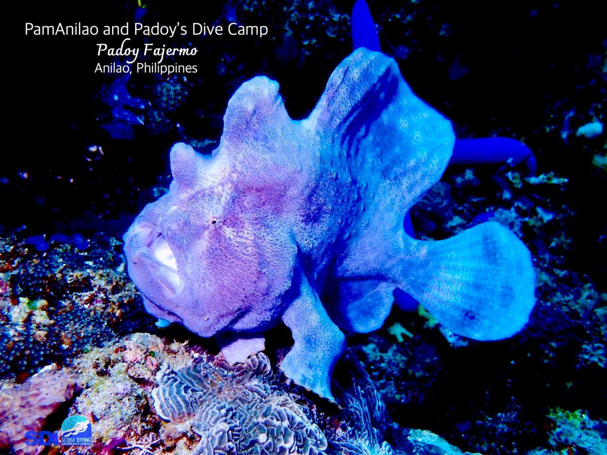 Pamanilao And Padoy'S Dive Camp Hotel Batangas Luaran gambar