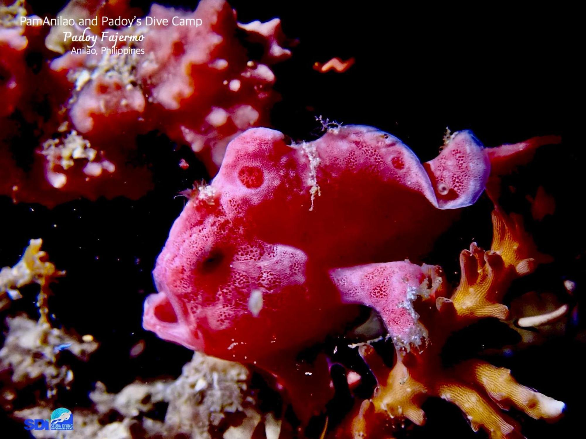 Pamanilao And Padoy'S Dive Camp Hotel Batangas Luaran gambar