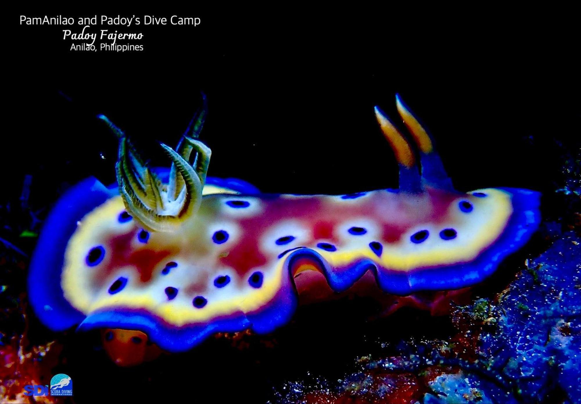 Pamanilao And Padoy'S Dive Camp Hotel Batangas Luaran gambar